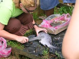 How to clean fish